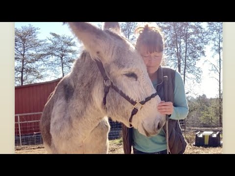My Donkeys are