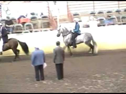 For Sale 2009 Paso Fino Grand National Pleasure Stallions Class