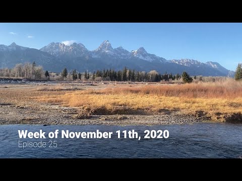 Wildlife Wednesday Weekly Round Up - Week of November 11, 2020