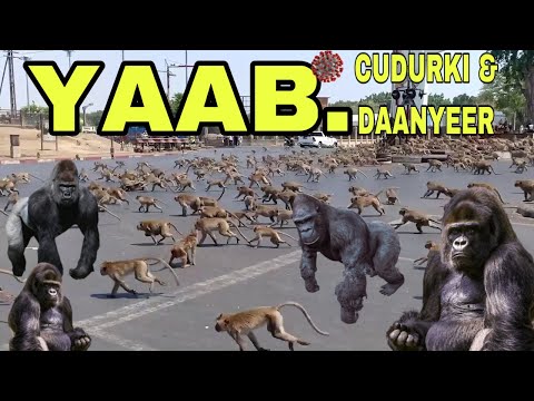 Yaab Daanyeer Oo Lawareegay Maagaalo Cudurka Dilaaga Ah Dadka Degan Ka Saaray