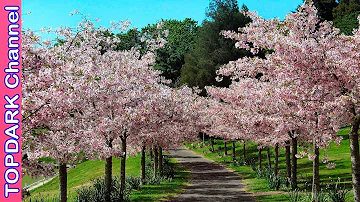 ¿Cuáles son los árboles más lindos del mundo?