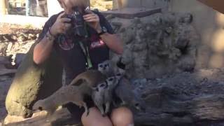 A Hilarious Experience Feeding Meerkats At The Wellington Zoo