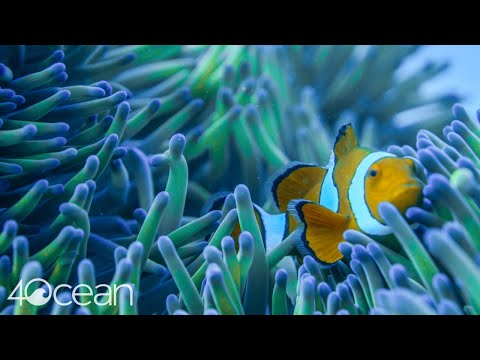 Video: 11 Bizarnih Vrst, Ki Jih Je Treba Iskati Na Potopu Great Barrier Reef [pics] - Matador Network