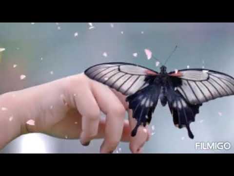 اجمل صور فراشات