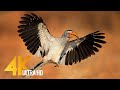 4K 10 bit color Amazing African Birds. Part 3 - African Wildlife Video - 3 HRS Beautiful Bird Sounds