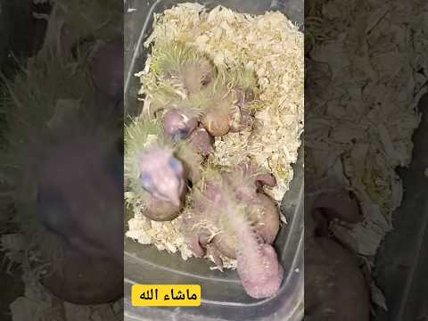 فراخ طائر الكوكتيل طفرات مختلفة ما شاء الله