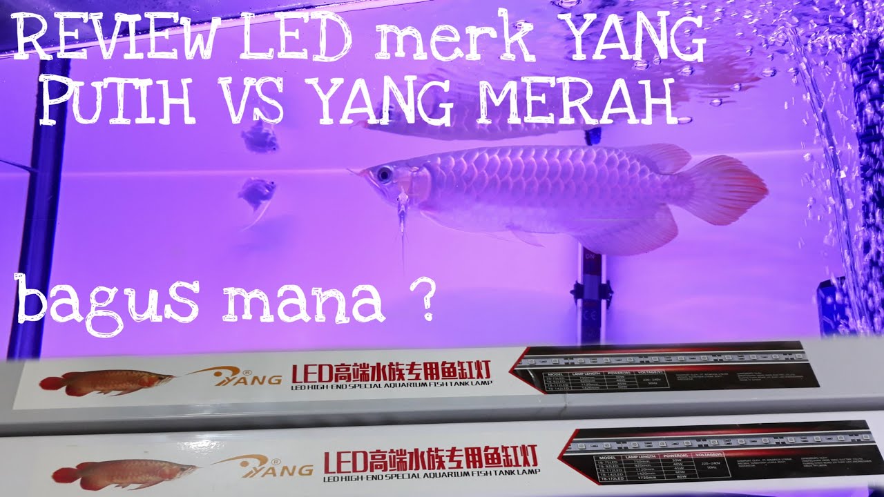 Review LED T8 merk  YANG  putih vs merah bagus  yang  