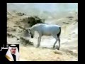 الدار لا كدرت للشاعر السامر أداء فهد بن ممدوح