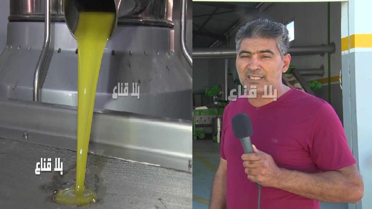 !! البترول التونسي بألف دولار..انطلاق جني الزيتون والبداية بالوطن القبلي..مذاق خاص ولذة لاتوصف