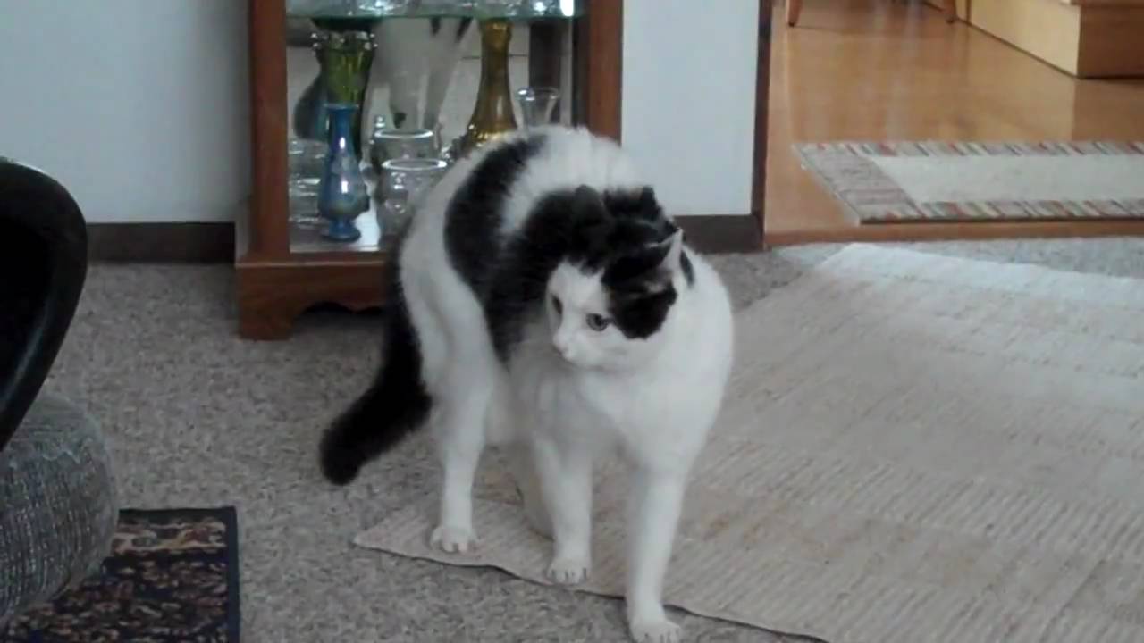 Crazy Cat Emmi Crazy Cat Emmi