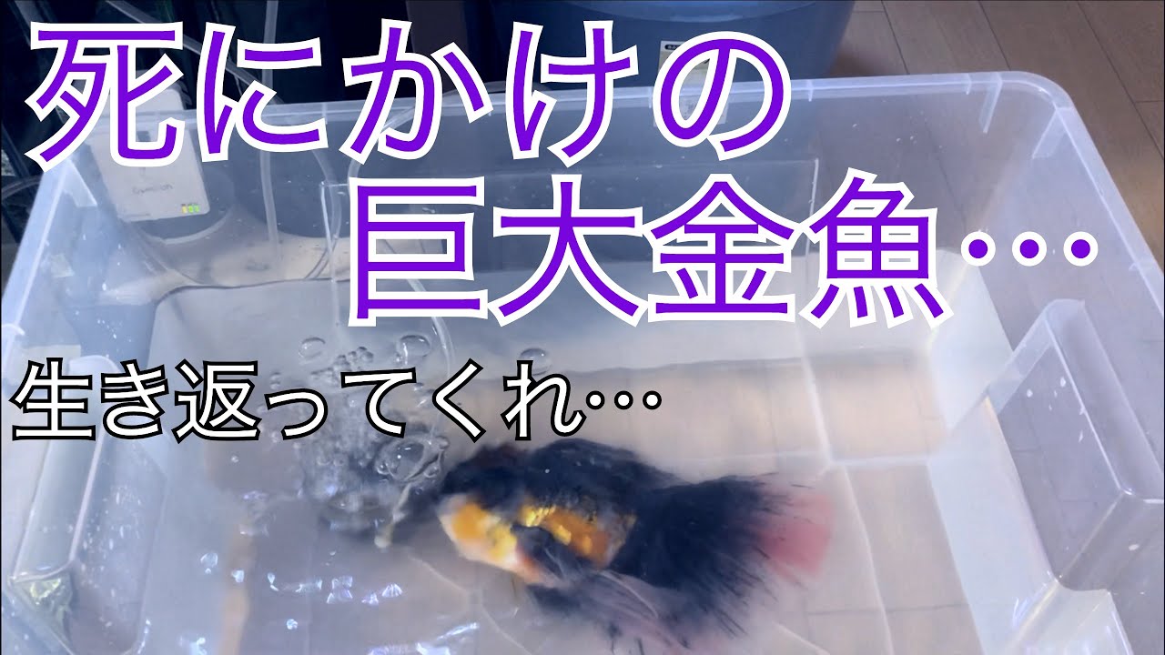ヤフオク金魚はやっぱり危険 瀕死の巨大魚事件から思うこと Youtube