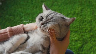 Massage cats' face