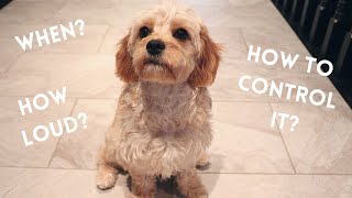 Do Cavapoos Bark? | Your Questions Answered Part 2