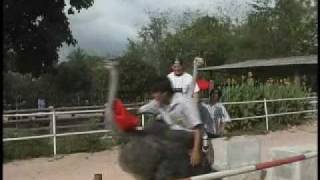 Brent Madden fun with Discovery Channel Ostridge bare back Racing Big Bird riding