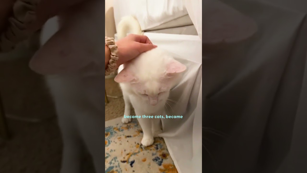 Her New House Came With Four New Cats | The Dodo