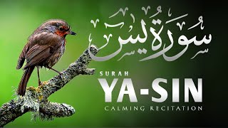 Surah Ya-sin (سوره یاسین ) | Salim Bahanan | Beautiful Recitation | akhtiar_s99