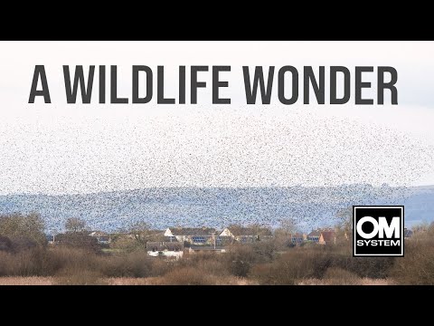 MAGICAL MURMURATION of STARLINGS - RSPB Ham Wall & Shapwick Heath - OM System OM-1