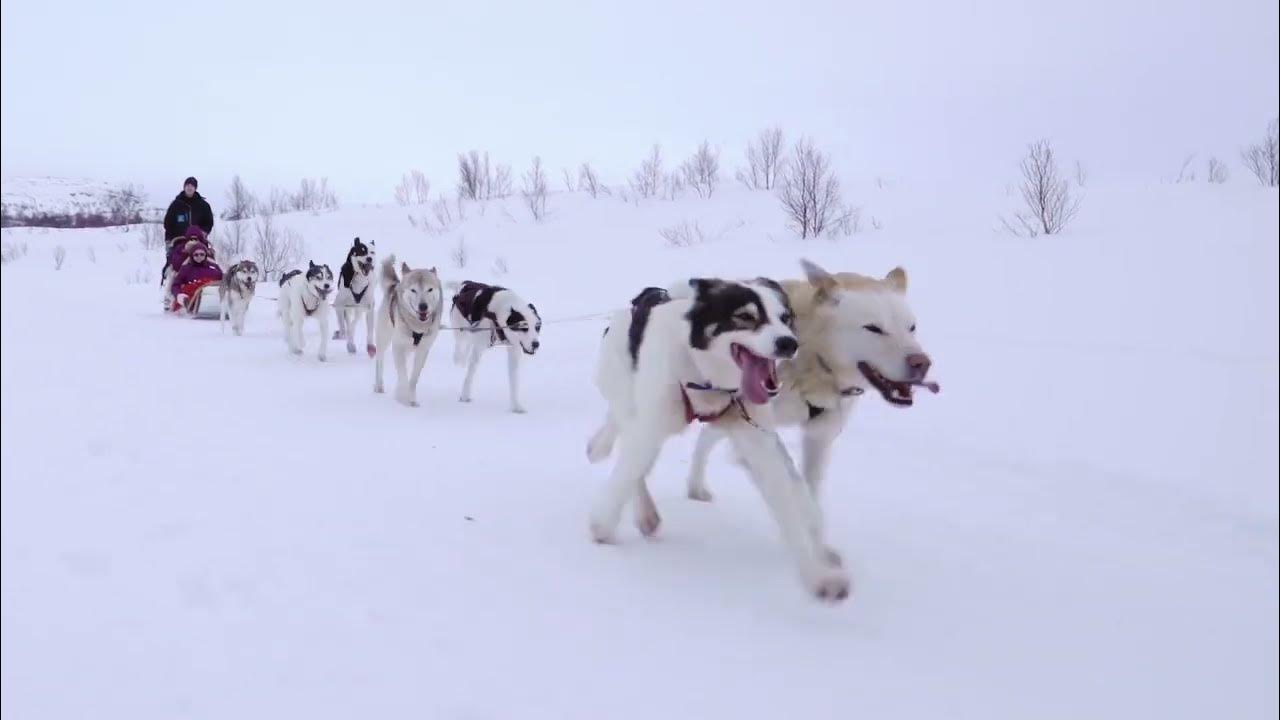 Sled Dogs Норвегия