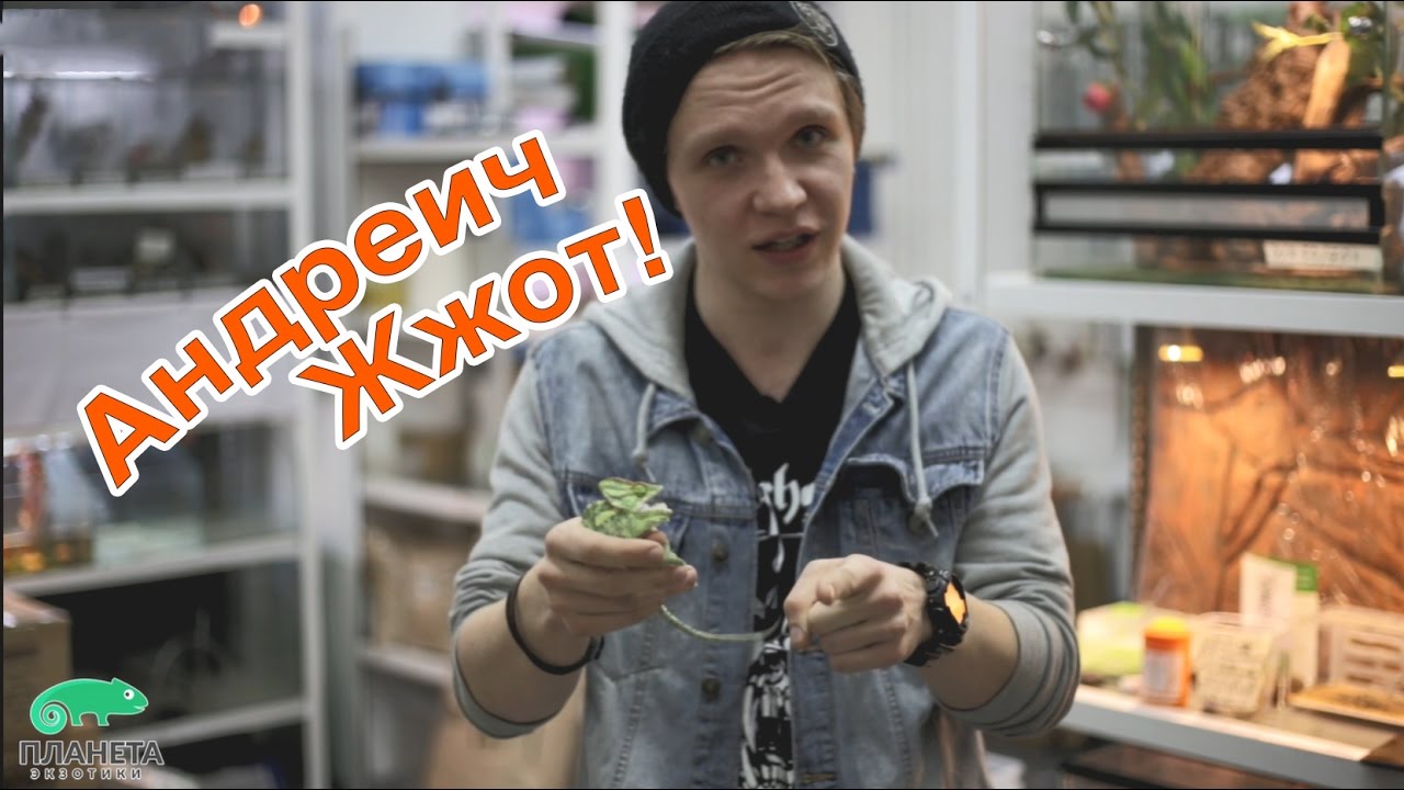 Андреич Жжот! Йеменский хамелеон у вас дома.