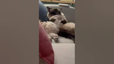 Watch the video about Adorable Ragdoll Cats #shorts #cat #funny #kitten #ragdollcat #ragdollkittens #cute #adorable