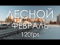 ЛЕСНОЙ. ФЕВРАЛЬ. 120fps (4К)