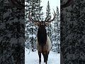 Great Majestic bull Elk with massive anterls in winter forest.# wildlife # white snow # realistic.