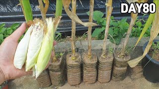 Growing corn in plastic bottles🌽