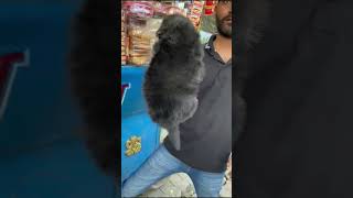 Double coat german shephard puppy ? ?||BRUNO THE GERMAN|ytshorts viral trending love cute