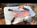 Beaver Catch, Clean & Cook (Boiled Beaver Tail)