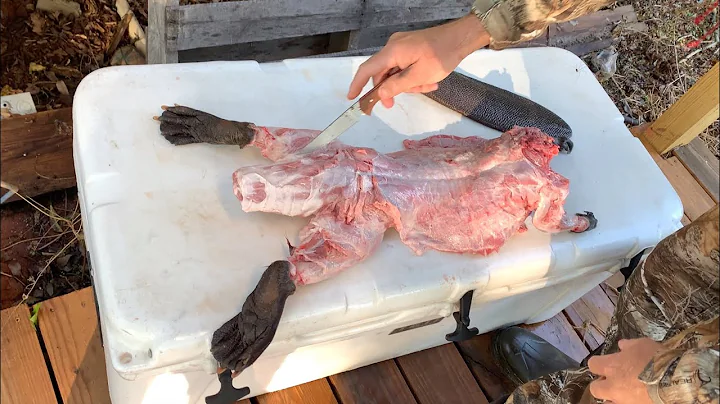 How much meat do you get from a beaver? (2023)