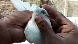 top quality ke pigeons lekar Aaye Hain 🕊️ video ko pura dekhna like aur subscribe karna ❤️