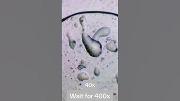 Spicy Sprite under the scope! 🔬🌶️ #McDonalds #SpicySprite #MicroscopeMagic #science #biology