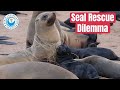 Impossible Seal Rescues. For now.