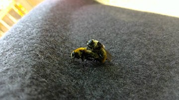 Bumblebees mating (actually Narcissus Fly, Merodon equestris)