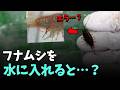 (衝撃注意) フナムシは昆虫ではありません…