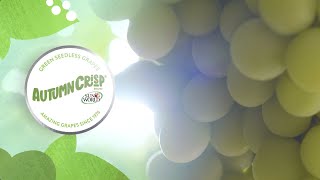 Sun World's AUTUMNCRISP® Grapes