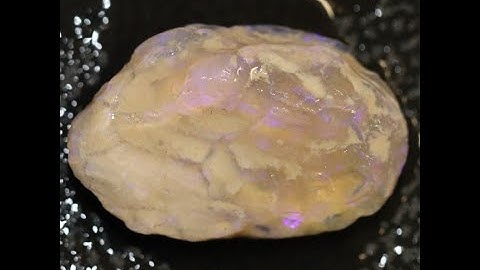 eBAY Auction form $ 0.01 Australian LIGHTNING RIDGE FOSSILS SOLID OPAL ROUGH Sea Shell 6.60ct