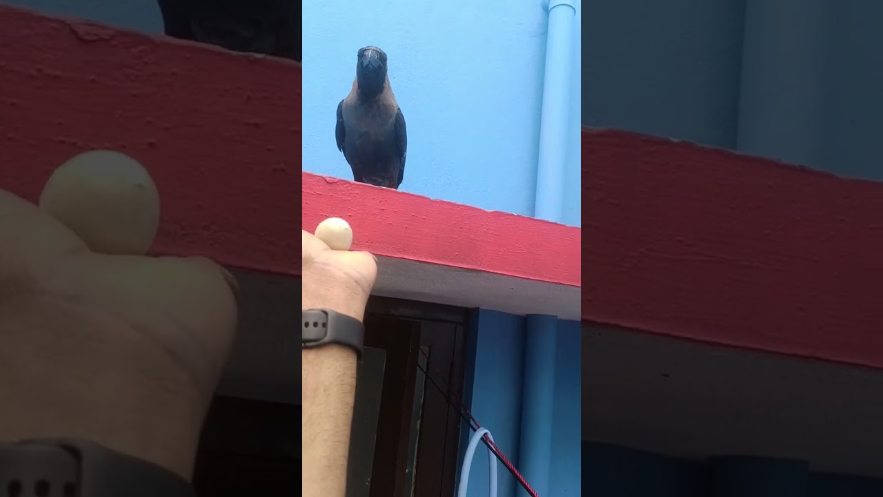 love crow eating eggs (2)