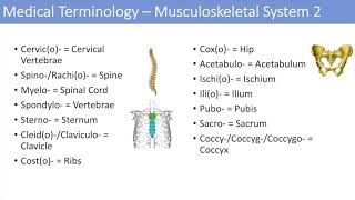 Medical Terminology Lesson 7 Musculoskeletal And Reproductive Anatomy Terms Youtube Medical Terminology Lesson 7 Musculoskeletal And Reproductive Anatomy Terms Youtube