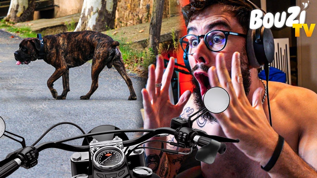 CE CHIEN DEBOULE DE NULLE PART ! (React Moto)