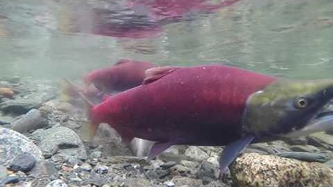 Sockeye Salmon, Comedy – funny – whats app – facebook – ALLMIX - YouTube intro, video 999