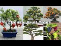 Bonsai Fruit Trees