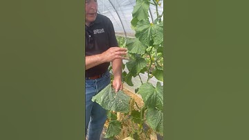 Cucumber Beetles in the Vegetable Garden