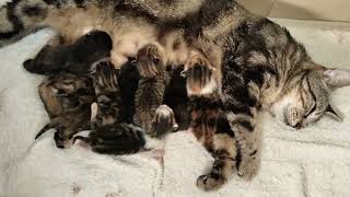 Eight kittens want to drink milk from cat mom