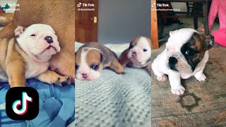 Tik Tok Puppy Bulldog Videos Compilation! by Numan Gürsoy 11,069 views 4 years ago 4 minutes, 34 seconds