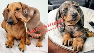 Hilarious Cute Naughty Sausage Dog Video Compilation Best of IG Try To Not Laugh by Pet Videos 14,041 views 1 year ago 12 minutes, 5 seconds