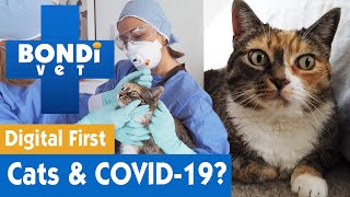 Did These Cats Get COVID-19? (An Investigation) | Bondi Vet