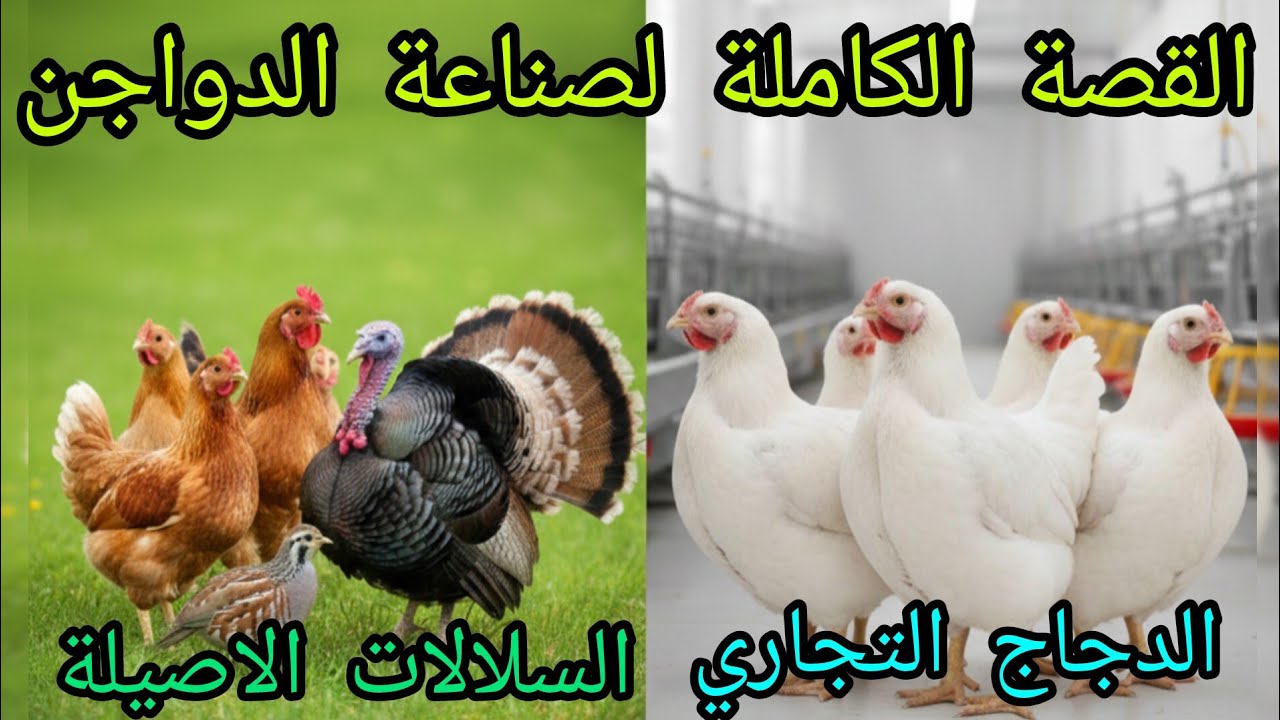 خفاية صناعة الدواجن/ بين مانربيه و نشتريه و اسس تربية الدواجن الحديثة 