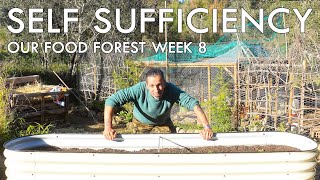 Our Journey to SELF SUFFICIENCY - Off Grid in our Permaculture FOOD FOREST - Ep6 (WEEK 8)