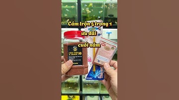 Mua 1 được 4 khi lên đơn cám trộn 5 trong 1 dịp cuối năm #fyp #guppy #cabaymau #ca7mau #nhacabaymau